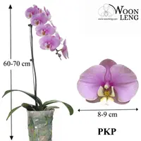 Phalaenopsis PKP in soft plastic pot