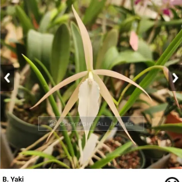 Brassavola Yaki (Brassavola)