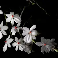 Aerangis luteoalba x sib blooming size orchid species highly sought after species