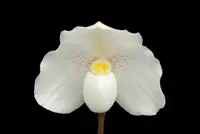 Paphiopedilum niveum x sib
