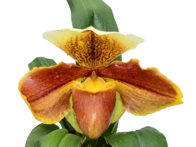 Paphiopedilum In-Charm Circle X Paph. Salt Branch
