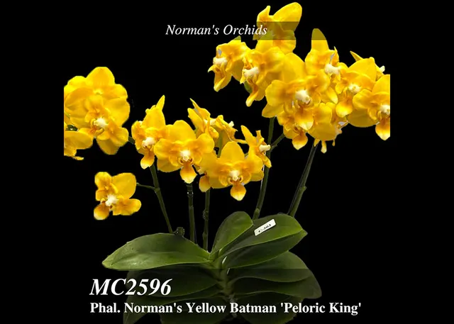Phalaenopsis Norman Peloric King , Note : Only 6 Available. Montclair Gold Rush' X Brother Sara Gold ) 'S Yellow Batman'