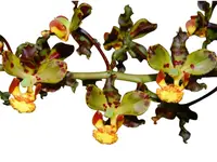 Cyrtopodium longibulbosum