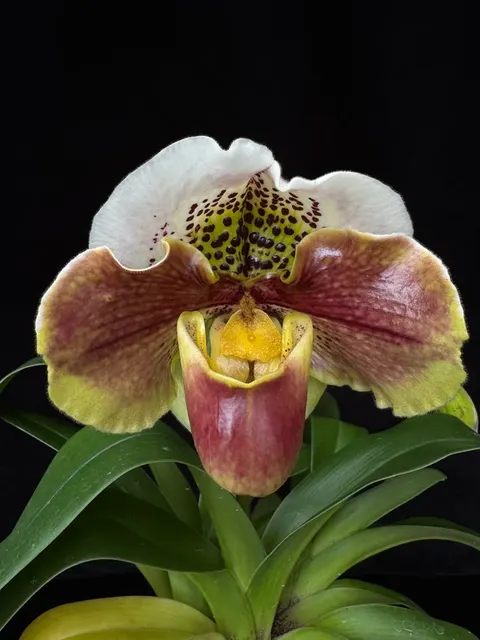 Paphiopedilum Cocoa Tree x Yi-Ying Twinkling Star (Paphiopedilum)