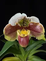 Paphiopedilum Cocoa Tree x Yi-Ying Twinkling Star #2