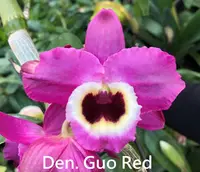 Den. Guo Red (Lady Colman x Happy Lady) (MDLH) (Hybrid)