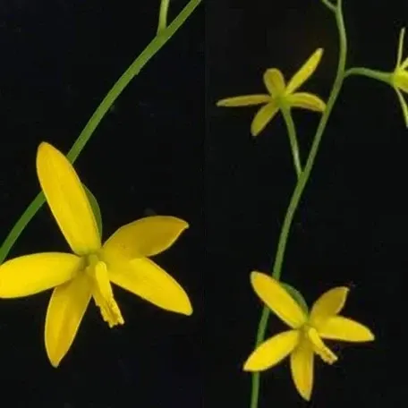 Cattleya endsfeldzii (Cattleya)