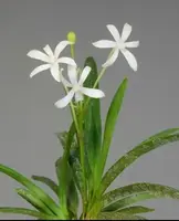 Neofinetia falcata ‘Aoboshi’