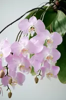Phalaenopsis sanderiana 'Orchid Dynasty' (Limited meristem!)