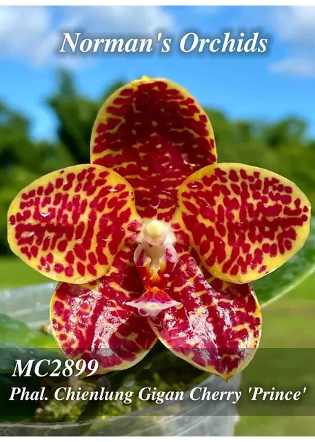 Phalaenopsis Yaphon Sensation 'Ember , Note : Amazing Fragrance .' (Phalaenopsis)