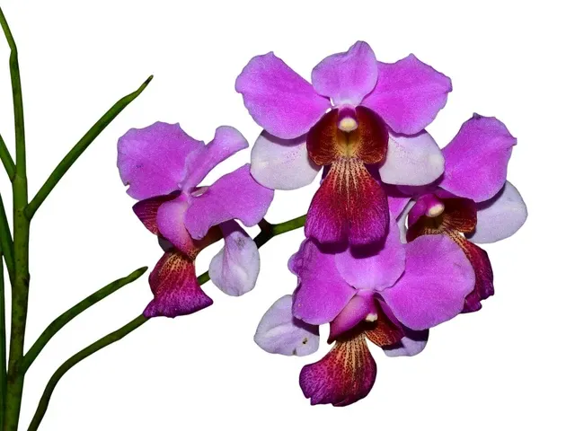 Papilionanthe teres (Papilionanthe)