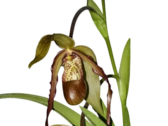 Phragmipedium Paute (Phragmipedium)