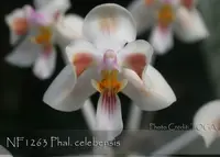 Phal. celebensis ', Note: Limited, miniature species, mounted .' (celebensis 'Marble Leaves' x celebensis 'floribunda')