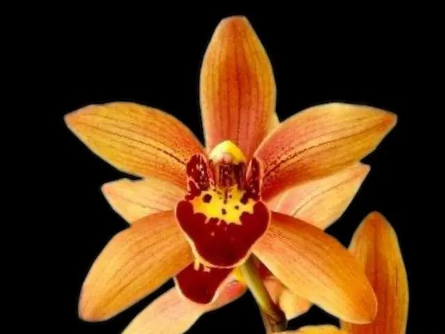 Cymbidium Kusuda Shining