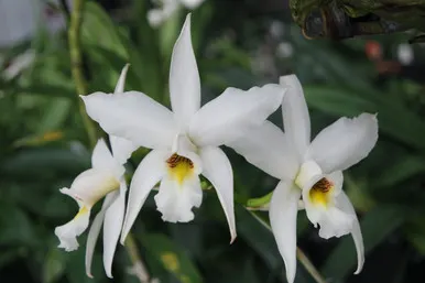 Laelia anceps v alba 'Orchid Dynasty' (Laelia)
