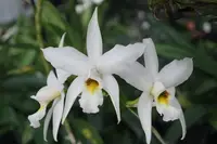 Laelia anceps v. alba 'Orchid Dynasty'