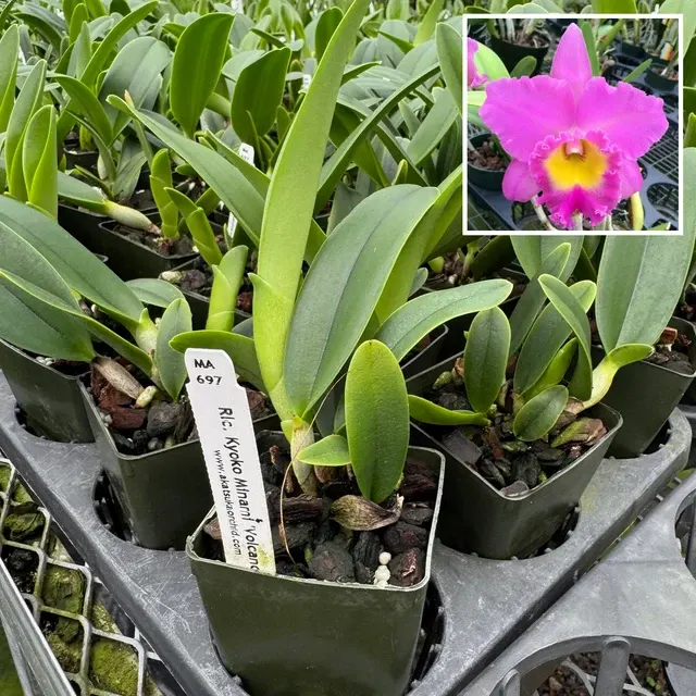 Rhyncattleanthe Kyoko Minami 'Volcano Pink' (Rhyncattleanthe)