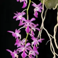 Aerides crassifolia (Thick-Leaf Aerides Orchid)