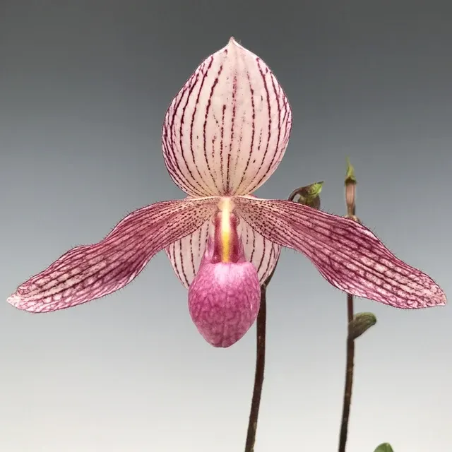 Paphiopedilum Delrosi (delenatii var. dunkel x rothschildianum)