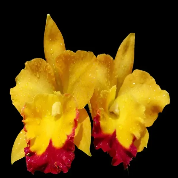 Rhyncholaeliocattleya Yen Golden Sensation