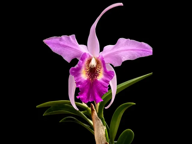Laeliocattleya Interceps 'Shuk' (Laeliocattleya)