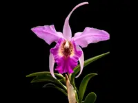 Laeliocattleya Interceps 'shuk' (rec.)