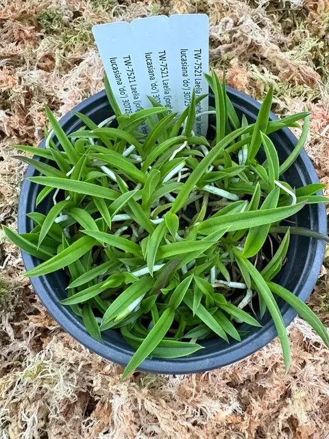Laelia jongheana x lucasiana (Laelia)