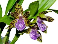 Galeopetalum Ecuagenera