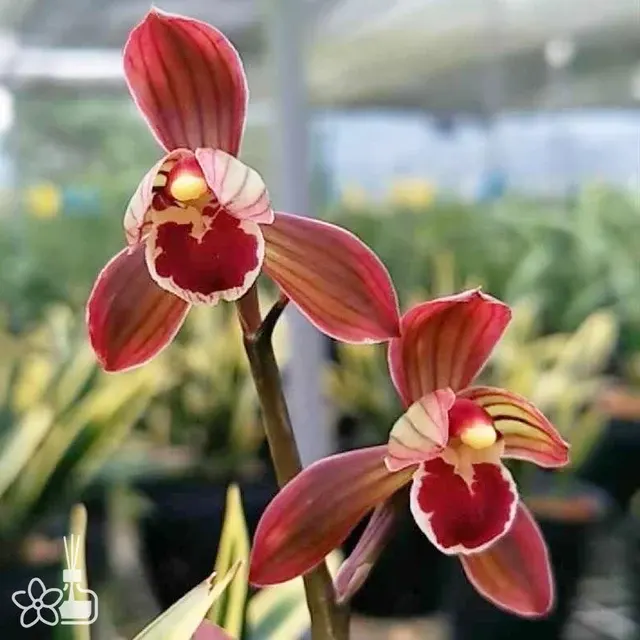 Cymbidium sinense 'Dong-Fang-Hong-Shen-He'