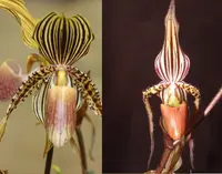 Paphiopedilu intaniae x Susan Booth