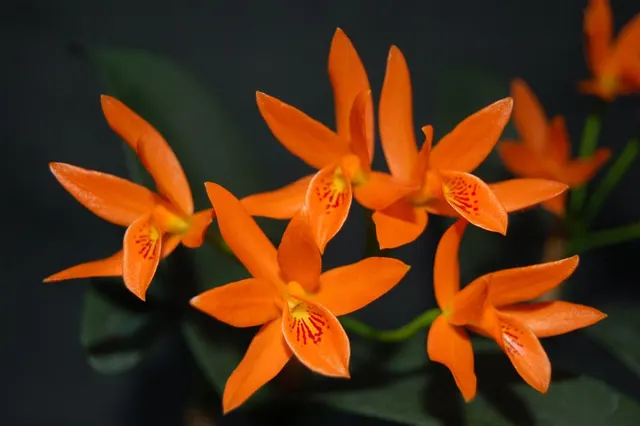 Cattleya aurantiaca (Cattleya)
