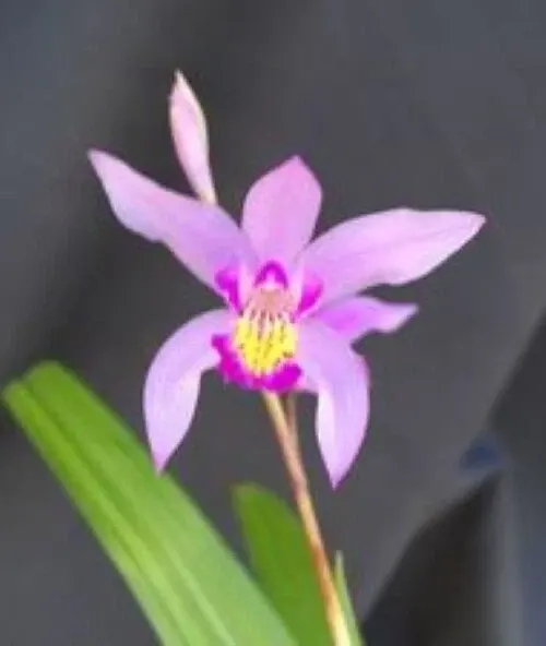 Bletilla striata 'Kate' (Bletilla)