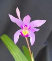 Bletilla Orchid Plant 3" Pot, Cold Hardy Variety, Bletilla Yokohama 'Kate', Rooted Cold Hardy Orchid