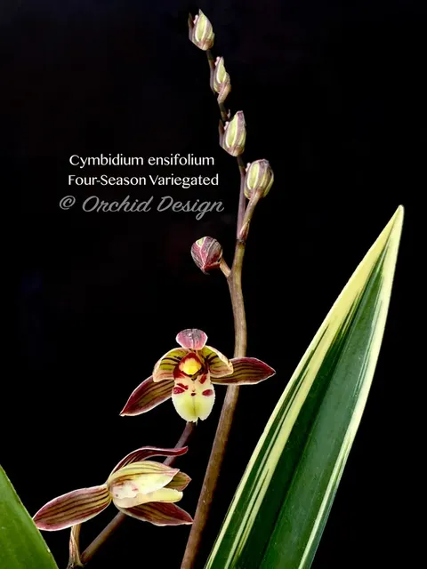 Cymbidium ensifolium 'Four-Season' (Cymbidium)