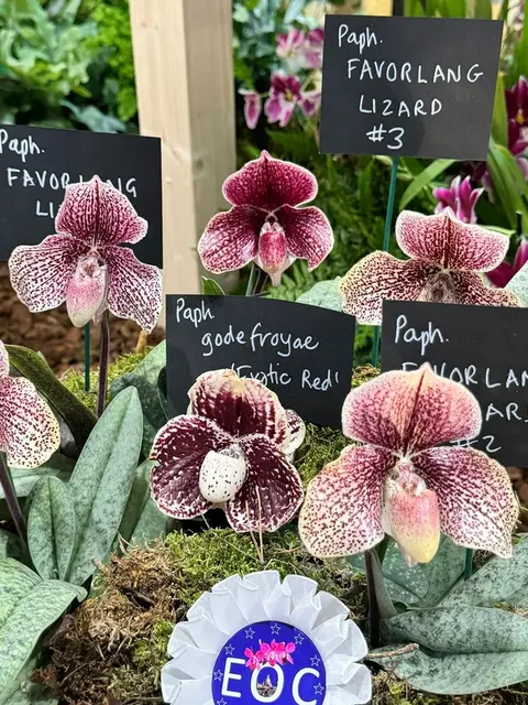 Paphiopedilum FAVORLANG 'LIZARD' (Paphiopedilum)