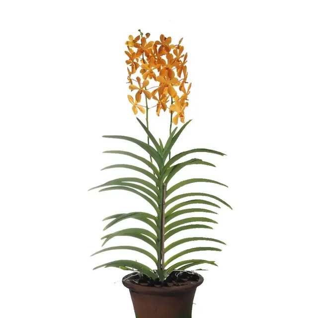Aranda Orange Nugget (Aranda)