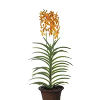 Aranda Orange Nugget