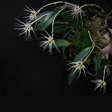 Bulbophyllum caudatum 'A-Doribil' (Bulbophyllum)