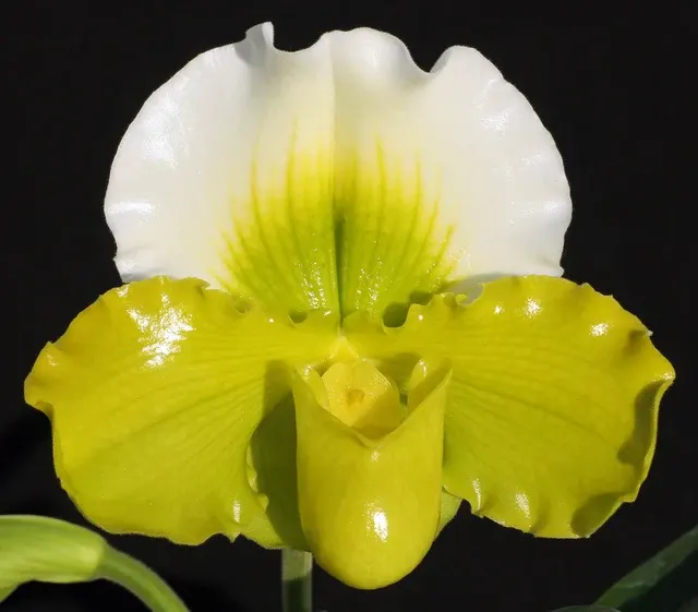 Paphiopedilum Via Vulcan Verde B/CSA 'Petticoat' (Paphiopedilum)