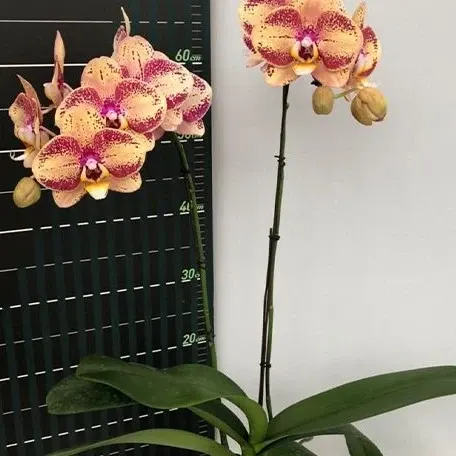 Phalaenopsis OX Luna Rosa '3066'
