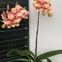 Phalaenopsis OX Luna Rosa '3066' 2.5"