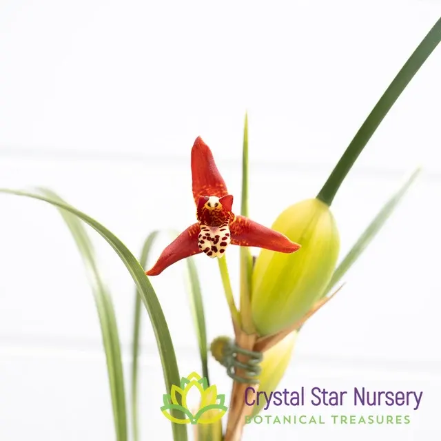 Maxillaria Tenuifolia Variegated (Maxillaria)