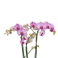 Phalaenopsis Orchid Gallery Play Mature Plant - Ready To Flower