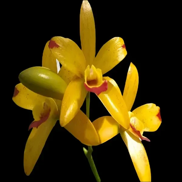 Rhynchostele Netrasiri Starbright 'Yellow with Red Splashes' (Rhynchostele)