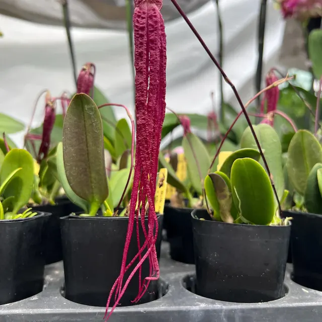 Bulbophyllum treschii (Bulbophyllum)