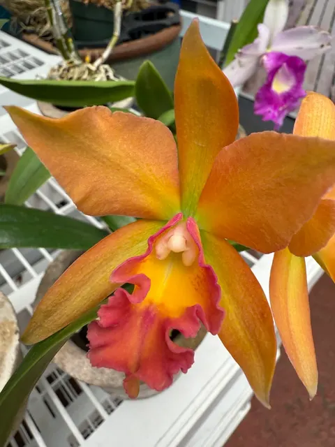 Potinara Jessie Sabo 'Paradise' (Potinara)
