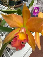 Pot. Jessie Sabo 'Paradise'