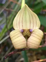 Trigonidium egertonianum