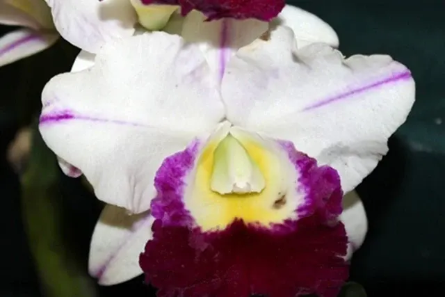 Rhyncholaeliocattleya Memoria Anna Balmores