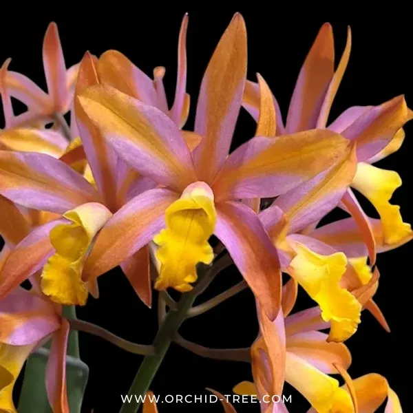 Cattlianthe Magic Bell 'New Trick' (Cattlianthe)